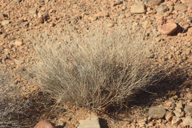 Bir çöl bitkisinin yakın çekimi.