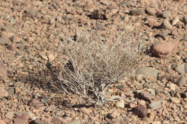 Bir çöl bitkisinin yakın çekimi.