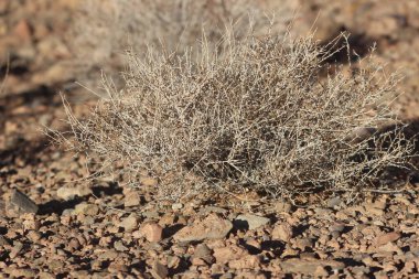 Bir çöl bitkisinin yakın çekimi.