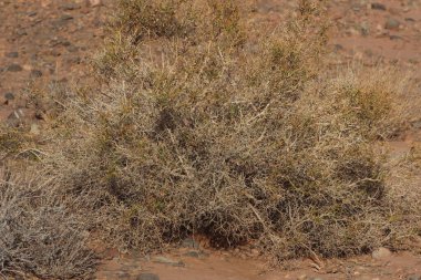 Bir çöl bitkisinin yakın çekimi.