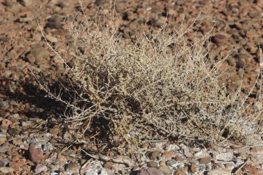 Bir çöl bitkisinin yakın çekimi.