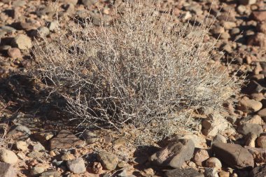 Bir çöl bitkisinin yakın çekimi.