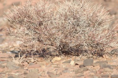 Bir çöl bitkisinin yakın çekimi.