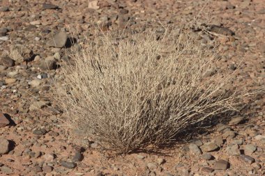 Bir çöl bitkisinin yakın çekimi.