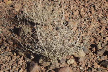 Bir çöl bitkisinin yakın çekimi.