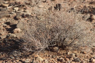 Bir çöl bitkisinin yakın çekimi.