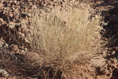 Bir çöl bitkisinin yakın çekimi.