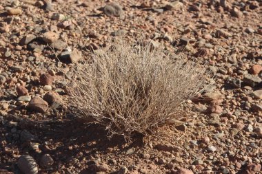 Bir çöl bitkisinin yakın çekimi.