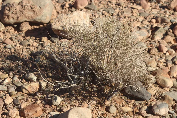 Bir çöl bitkisinin yakın çekimi.