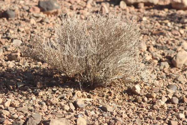 Bir çöl bitkisinin yakın çekimi.
