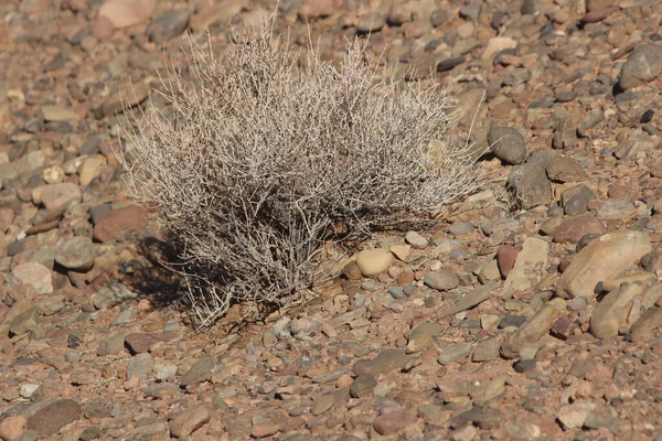Bir çöl bitkisinin yakın çekimi.