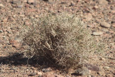 Çöl santraline yakın plan.