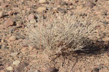 Çöl santraline yakın plan.
