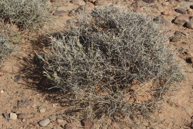 Çöl santraline yakın plan.