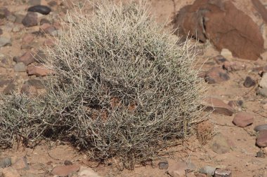 Çöl santraline yakın plan.