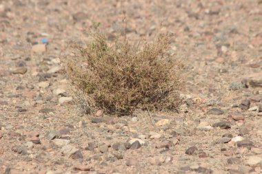 Çöl santraline yakın plan.