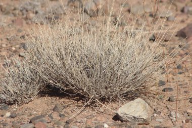 Çöl santraline yakın plan.