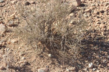 Çöl santraline yakın plan.