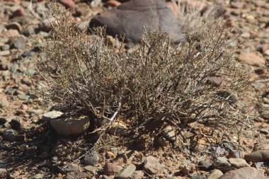 Çöl santraline yakın plan.