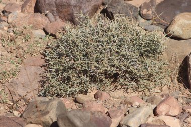 Çöl santraline yakın plan.