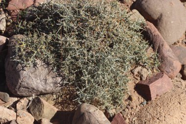 Çöl santraline yakın plan.