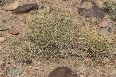 Çöl santraline yakın plan.