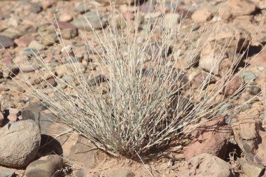 Çöl santraline yakın plan.