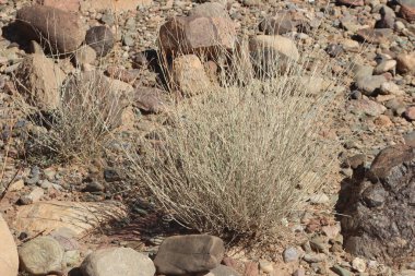 Çöl santraline yakın plan.
