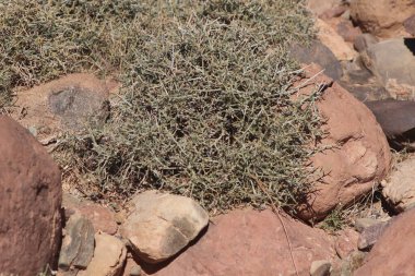 Çöl santraline yakın plan.