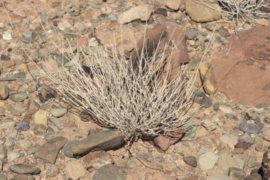 Çöl santraline yakın plan.