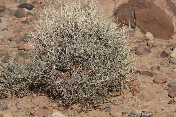 Çöl santraline yakın plan.