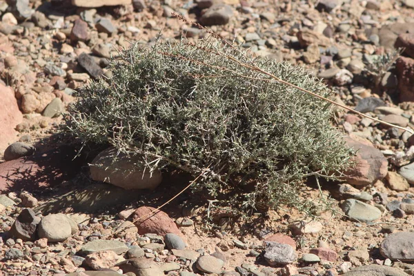 Çöl santraline yakın plan.