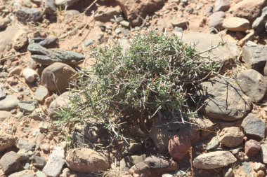 Çöl santraline yakın plan.