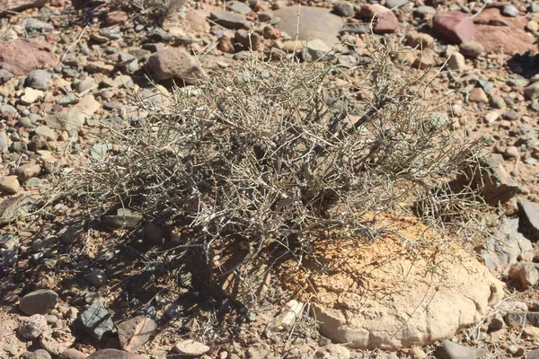 Çöl santraline yakın plan.