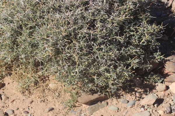 Çöl santraline yakın plan.