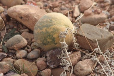 Vahşi Çöl Karpuzları Kuru Toprakta büyüyor