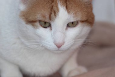 Turuncu ve Yeşil Gözlü Beyaz Kedi 'nin Yakın Çekim Portresi