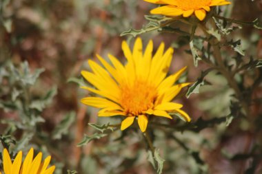 Close-Up of Anvillea garcinii Plant