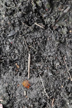 Karanlık, organik zengini toprağın detaylı yakın plan görüntüleri doğal atıklar ve küçük kökler, sağlıklı zemin koşulları arayan bahçıvanlık, tarım ve ekolojik projeler için ideal.