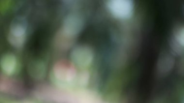 Sakin ve yemyeşil bir orman yolu. Güneş ışığıyla yıkanmış. Yoğun yapraklı gölgeliklerin arasından süzülerek açık havada keşif ve rahatlama için mükemmel bir doğal ortam yaratıyor..