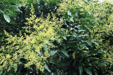 Yoğun yeşil yapraklar ve narin çiçekli bitkiler, açık hava ortamında yemyeşil bahçeler ve tropikal yapraklar..
