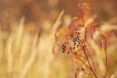 Renkli yapraklar kırmızı ve turuncunun tonlarını değiştirirken karanlık böğürtlenler günbatımında sakin bir tarlada sallanıyor. Arka plan yumuşak bir tonda parlıyor..