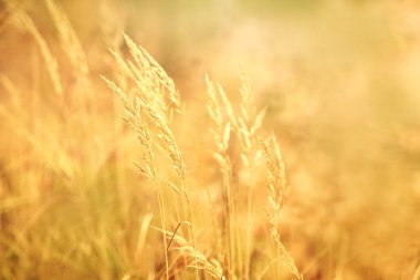 Altın çimen dalgaları, ılık güneş ışığında, rüya gibi bir arka planda usulca dans ediyor. Bu yaz sahnesi doğanın güzelliğini ve sükunetini yansıtıyor..