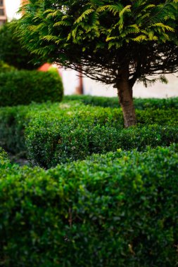 Sağlıklı yeşil çalılar, merkezi bir ağacın etrafında düzenli desenler oluşturarak bakımlı bir bahçede sakin bir atmosfer yaratırlar. Sahne, rahatlamayı ve güzelliği çağrıştırıyor..