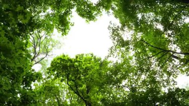 Parlak güneş ışığı, orman tepe örtüsünün yemyeşil yapraklarının arasından süzülür. Uzun ağaçlar yukarı doğru uzanır, temiz gökyüzüne karşı güzel doğal bir çerçeve oluşturur..
