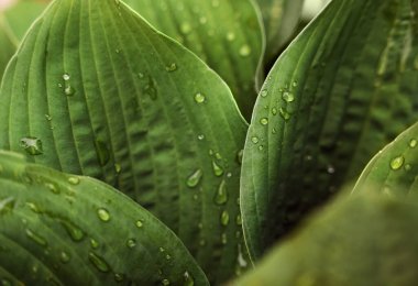 Yakından bakınca yeşil yapraklar yağmur sonrası su damlacıklarını gösteriyor. Güneş ışığı, bahçe ortamındaki yaprakların dokusunu ön plana çıkarıyor..