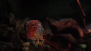 Kayalar ve bitkilerle dolu bir akvaryumun etrafında renkli bir balık dolaşıyor. Balık habitatını keşfederken su ışığı yansıtır. Ortam, balığın davranışını ve çevresini vurguluyor..