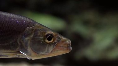 Renkli mercanlar, palyaço balıkları ve mavi balık bir akvaryumda canlı denizaltı yaşamı sergiliyorlar, 4K 'da yakalandılar.