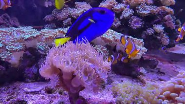 Palyaço balıkları açık sualtı ortamında canlı mercan resifleri arasında yüzerler. Parlak renkler ve nazik hareketler, canlı bir tropikal okyanus manzarası yaratarak deniz yaşamının çeşitliliğini vurgular..