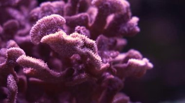 Mercan yapılarının yaz aylarında kontrollü bir deniz ortamında büyüdüğü gösterilmektedir. Mercanın her dalının ve dokusunun ayrıntıları üzerinde duruluyor..